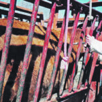 There are advantages to vaccinating cows a month before calving. | Heather Smith Thomas photo