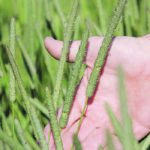 Timothy hay has moved up to the top spot in value for Saskatchewan grass seed producers in terms of value. | File photo
