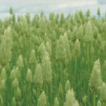 Saskatchewan canaryseed growers began 2021 with optimism, sowing 315,000 acres of the crop, Penner said. This was up 40,000 acres more than 2020, according to Statistics Canada.
| Screencap via cerealsgrains.org