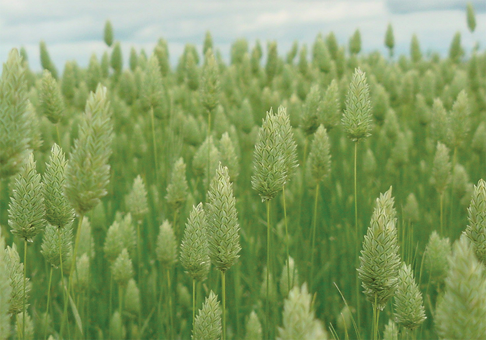 Saskatchewan canaryseed growers began 2021 with optimism, sowing 315,000 acres of the crop, Penner said. This was up 40,000 acres more than 2020, according to Statistics Canada.  | Screencap via cerealsgrains.org