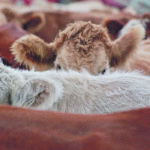 The massive cull of Canada’s cow herd that was feared because of drought did not materialize, but there has been a small contraction. | Jeannette Greaves photo