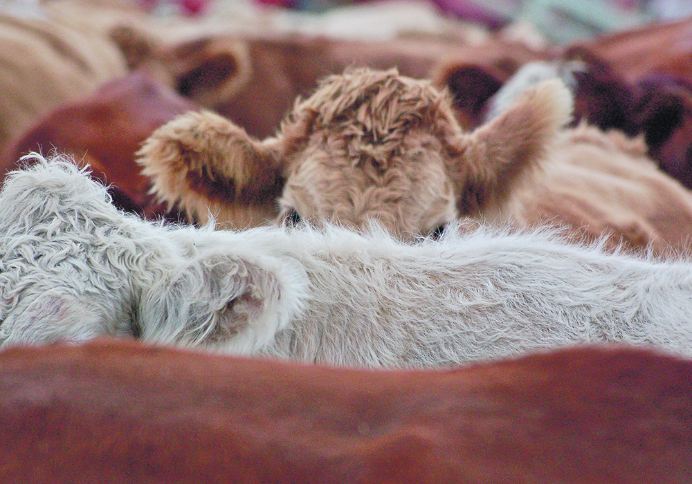 The massive cull of Canada’s cow herd that was feared because of drought did not materialize, but there has been a small contraction. | Jeannette Greaves photo