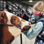 Ruby Fehlauer of Calmar, Alta., waits her turn in the 4-H heifer project show class. She said it is "amazing" for her and her calf, Jynx, to be back on the show circuit. | Mary MacArthur photo