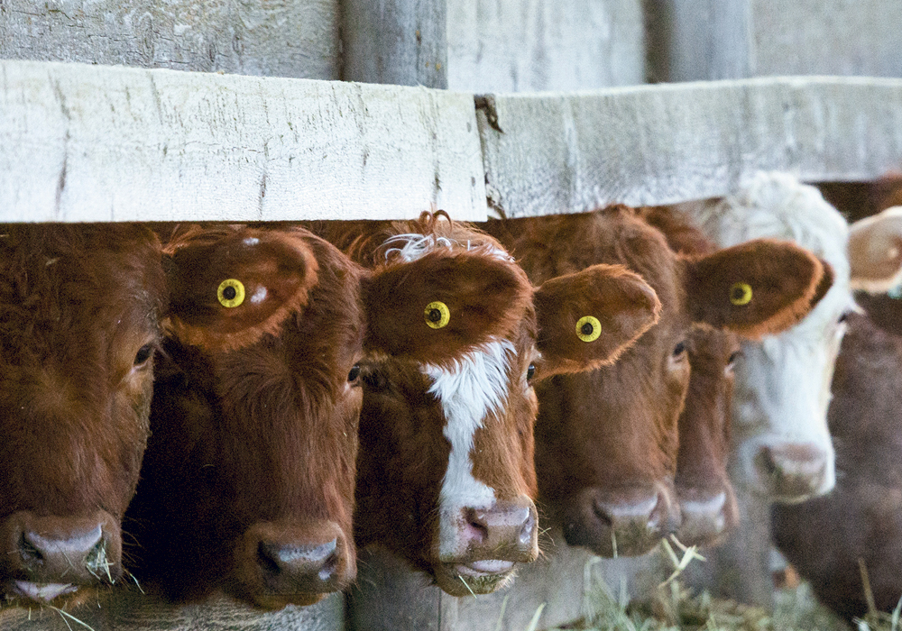 Canada detected a case of bovine spongiform encephalopathy (BSE) in December on an Alberta farm, the country's first known BSE case in six years. | Mike Sturk photo