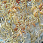 Lentil seeding in the states of Bihar and Uttar Pradesh was delayed this year due to excessive rains and flooding caused by cyclones. But growers eventually got the crop in the ground, planting 4.31 million acres countrywide, which is 3.2 percent more than last year. | File photo