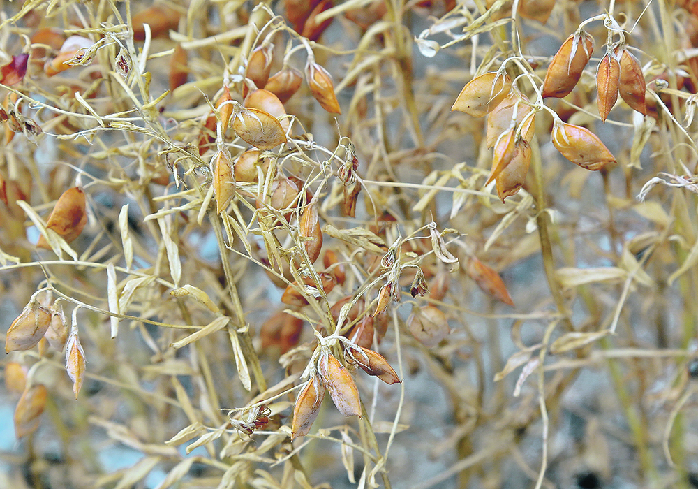Lentil seeding in the states of Bihar and Uttar Pradesh was delayed this year due to excessive rains and flooding caused by cyclones. But growers eventually got the crop in the ground, planting 4.31 million acres countrywide, which is 3.2 percent more than last year. | File photo