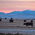 Ranchers increasingly sent cows to slaughter last year, rather than keeping them to reproduce, as dry weather reduced the amount of pasture for grazing in the western United States and on the Plains. | Mike Sturk photo