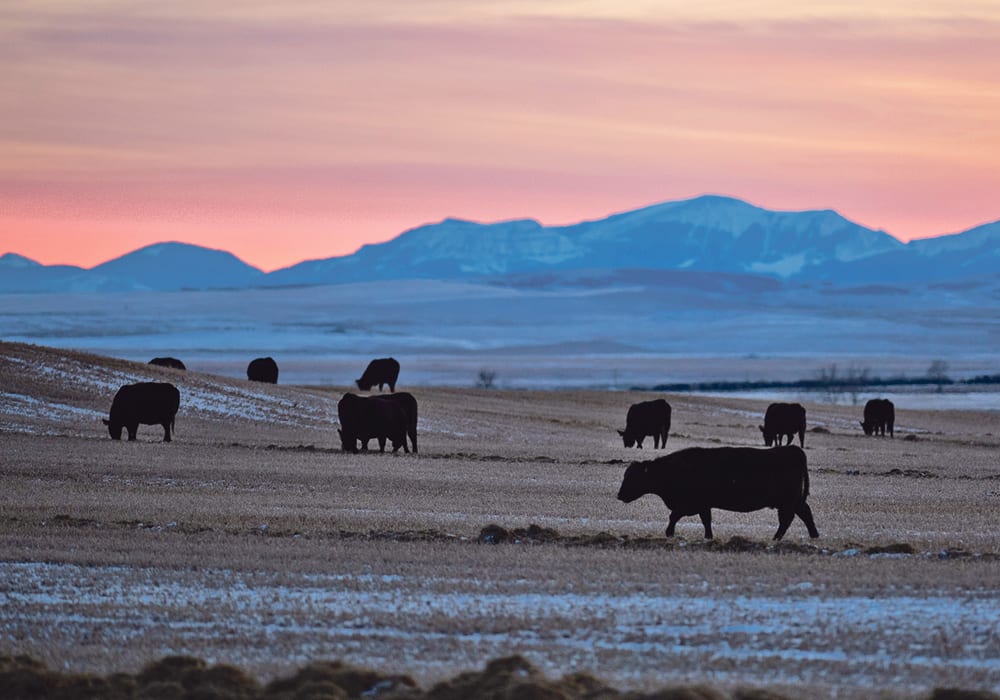 Ranchers increasingly sent cows to slaughter last year, rather than keeping them to reproduce, as dry weather reduced the amount of pasture for grazing in the western United States and on the Plains. | Mike Sturk photo
