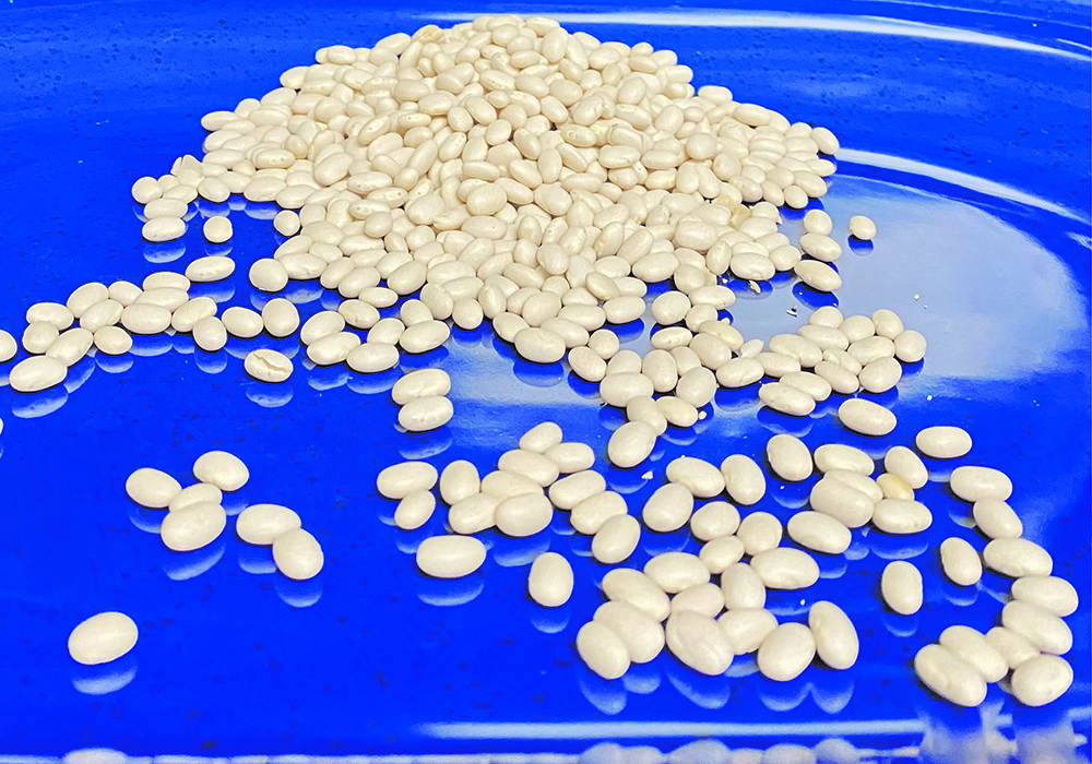 The United States exported 437,745 tonnes of beans between January and October 2021, up from 382,624 tonnes in the same period a year ago. | File photo