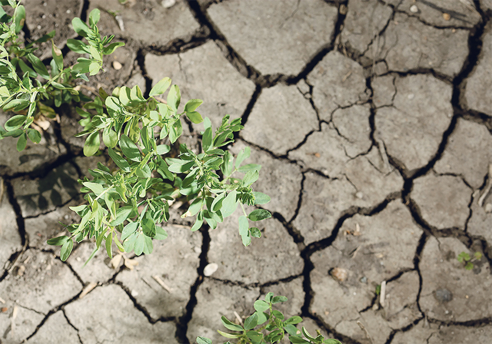 The Guelph statement lists as its priority “tackling climate change and environmental protection to support (greenhouse gas) emission reductions... while positioning producers and processors to seize economic opportunities from evolving consumer demands.” | File photo