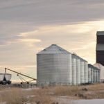 Farm groups say the use of “non-grading factors” to determine the value of grain is an issue of concern to growers but one where the Canadian Grain Commission has no jurisdiction. | Mike Sturk photo