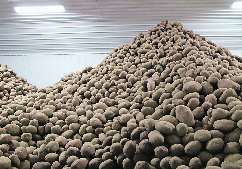 Prince Edward Island’s largest potato export market, the United States, is currently closed due to potato wart being found in provincial potatoes. | File photo