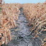 Last year’s drought pounded lentil and pea crops but also dropped rates of active aphanomyces root rot. Despite this, pulse specialist Robyne Bowness Davidson warns that long-lived spores in the soil mean farmers need to be vigilant in fields with a history of the disease. | Michael Robin photo