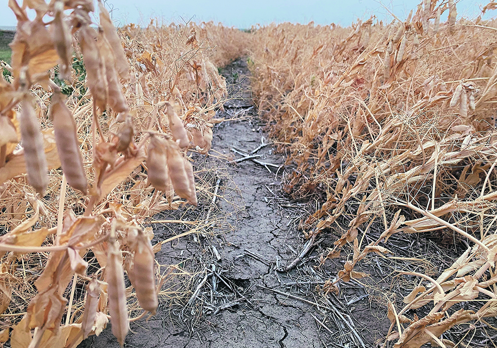 Last year’s drought pounded lentil and pea crops but also dropped rates of active aphanomyces root rot. Despite this, pulse specialist Robyne Bowness Davidson warns that long-lived spores in the soil mean farmers need to be vigilant in fields with a history of the disease. | Michael Robin photo