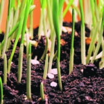 An Alberta agronomist suggests that at 200 pounds per acre residual nitrogen, farmers may see issues with lentils and peas and should consider cereals or oilseeds instead. | Mike Raine photo