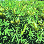 Lupin beans offer an alternative to peas in the field as well as high protein for food processors catering to vegetarian and vegan markets. | AgCall photo