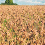 Lupin beans such as this crop near Barrhead, Alta., look promising, but researchers say much work needs to be done on variety testing under prairie conditions before rolling it out on a large scale. | File photo
