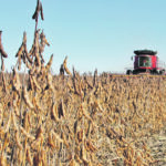Manitoba soybean production must overcome numerous challenges if it is to regain acres. | File photo