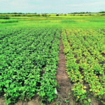 Field trial of black bean response to nitrogen fertilizer. | File photo