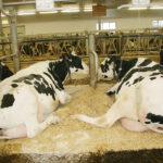 Can mustard kill the bacteria that cause mastitis in dairy cattle? | File photo