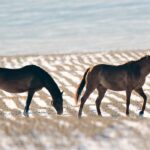Some studies have estimated that up to 12 percent of horses will develop sarcoids in their lifetime. | Mike Sturk photo
