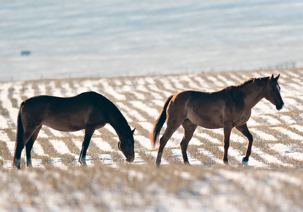 Some studies have estimated that up to 12 percent of horses will develop sarcoids in their lifetime. | Mike Sturk photo