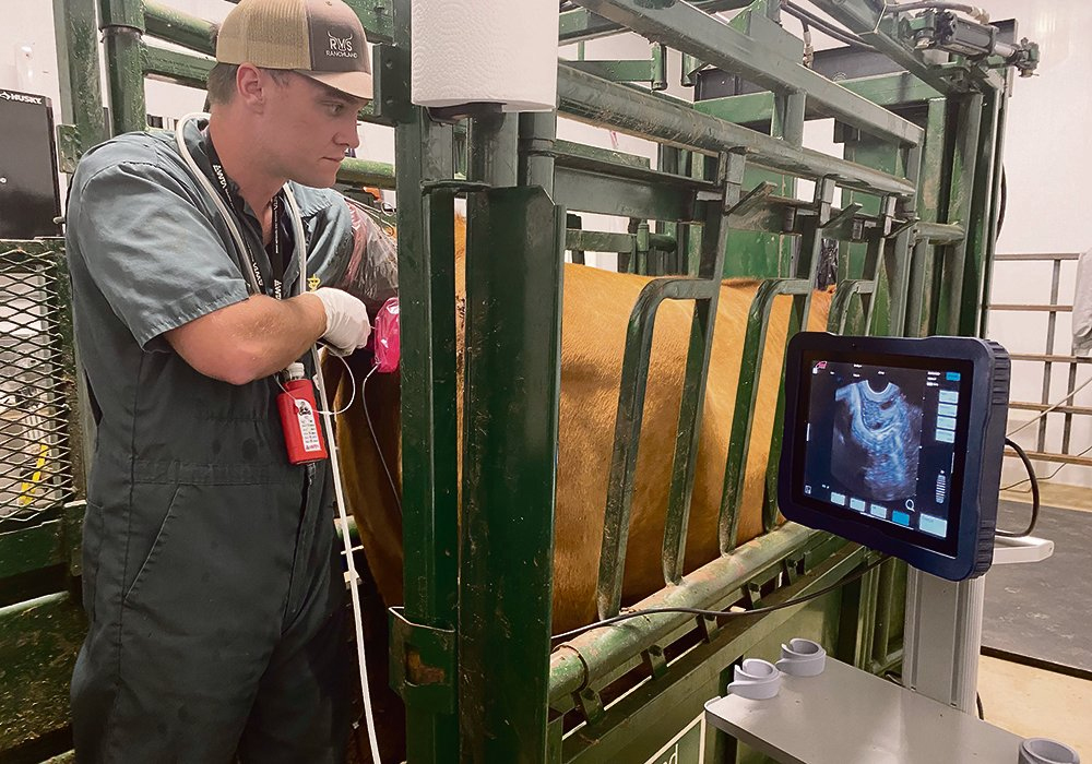 Researchers have found a method to significantly improve IVP in cattle by removing irregular embryos from the gene pool, which improves live births per embryo transfer. | File photo