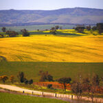 Canola crops are looking good in other parts of the world, such as in Australia, but prices will likely remain high without a big rebound in Canadian production. | Reuters/David Gray photo