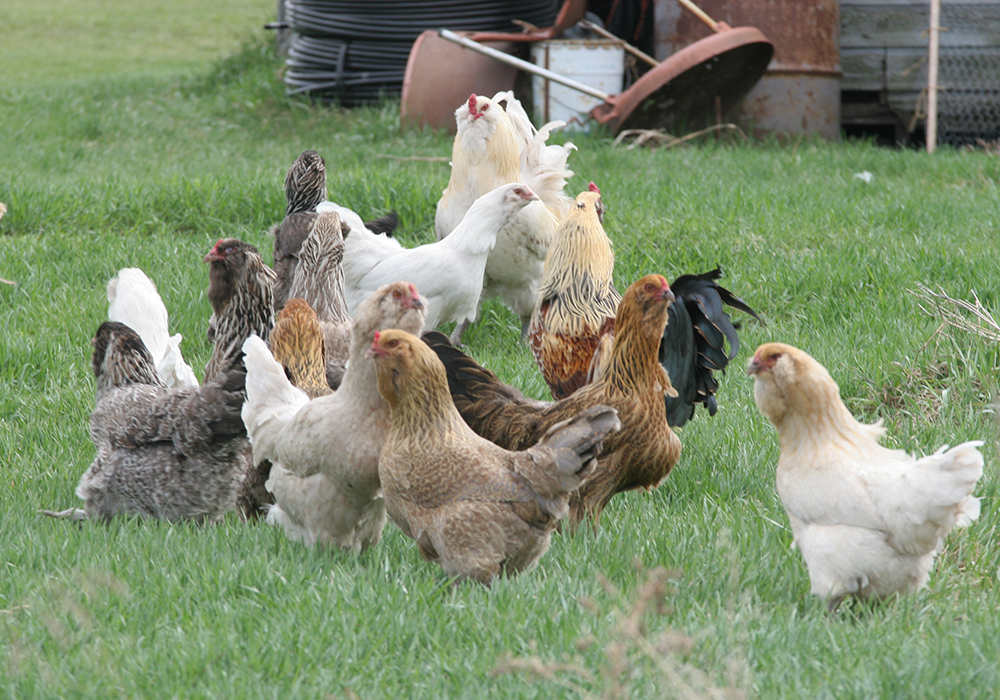 According to the CFIA website, the flock does not produce birds for sale and is considered a non-poultry detection. | File photo