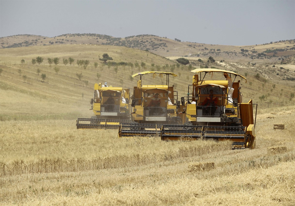Algeria's normalized difference vegetation index chart shows that vegetation looks sparse in the country's western region and highlands. | Ramzi Boudina photo