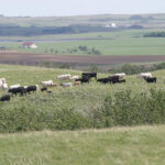 Saskatchewan minister David Marit said the funded projects range from the potential for native and tame forage species to enhance carbon sequestration to reproduction diagnostics to animal health treatments. | File photo