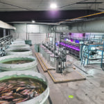 Tilapia swim in their tanks at the Aquaculture Centre of Excellence. Researchers say fish farming uses much less water than dryland livestock. | Lethbridge College photo