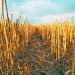 The value the nutrients in the straw and chaff bring to the field is balanced against the value of the material for livestock operations. No two farms, and often two years, will be the same. | File photo