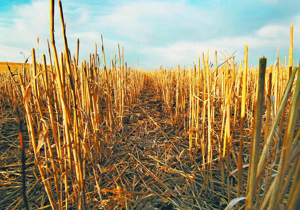 The value the nutrients in the straw and chaff bring to the field is balanced against the value of the material for livestock operations. No two farms, and often two years, will be the same. | File photo