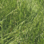 Perennial ryegrass seed production has many agronomic benefits and a companion crop can help get the grass established. | Robert Arnason photo