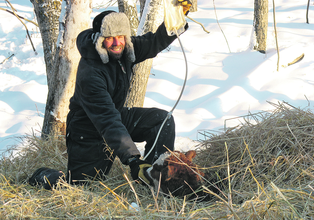 Dr. John Ellis tubes a newborn calf with a colostrum substitute. | Dr. Deborah Haines photo