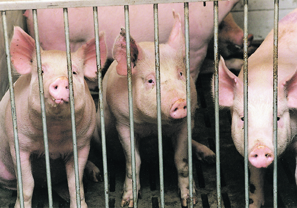 “2021 was not the best, but not theworst, said Tyler Fulton, director of risk management for Hams Marketing Services in Headingley, Man. “We still had a ton of volatility and a lot of uncertainty associated with supply chain issues, feed costs and the implications of the (COVID-19) pandemic on the whole supply chain.”  | File photo
