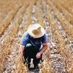 Anderson Soletti checks his soy plantation affected by drought last month in the Brazilian state of Rio Grande do Sul. Soybeans and canola were buoyed last week on word that Brazilian forecasters had slashed their expectations of the soybean crop because of drought and heat in southern areas and excessive rain in parts of the northern growing area. | Reuters/Diego Vara photo