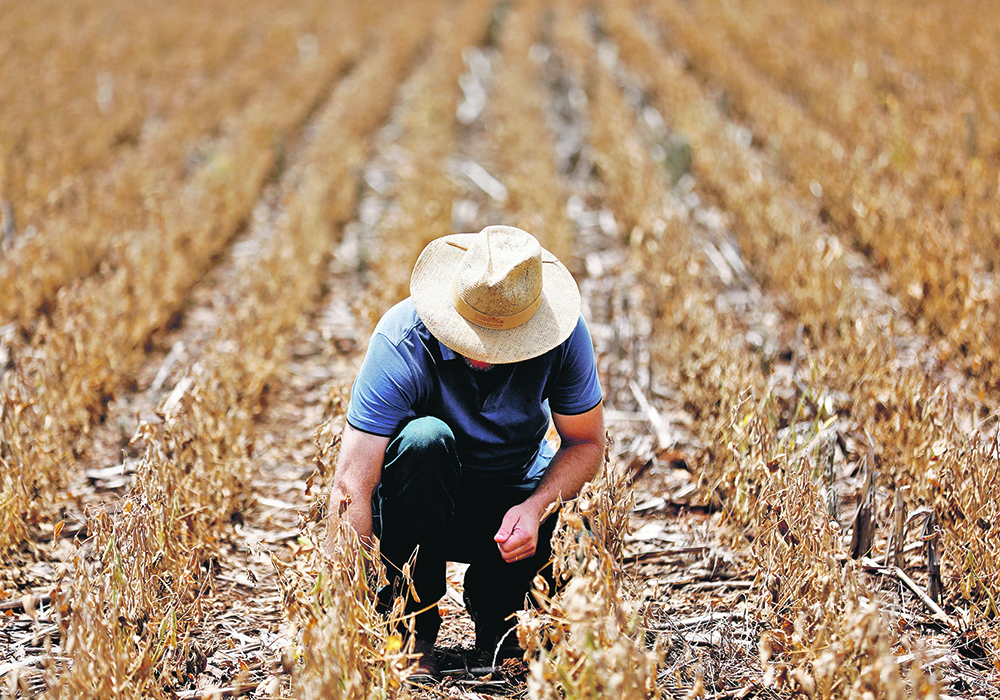 Anderson Soletti checks his soy plantation affected by drought last month in the Brazilian state of Rio Grande do Sul. Soybeans and canola were buoyed last week on word that Brazilian forecasters had slashed their expectations of the soybean crop because of drought and heat in southern areas and excessive rain in parts of the northern growing area. | Reuters/Diego Vara photo