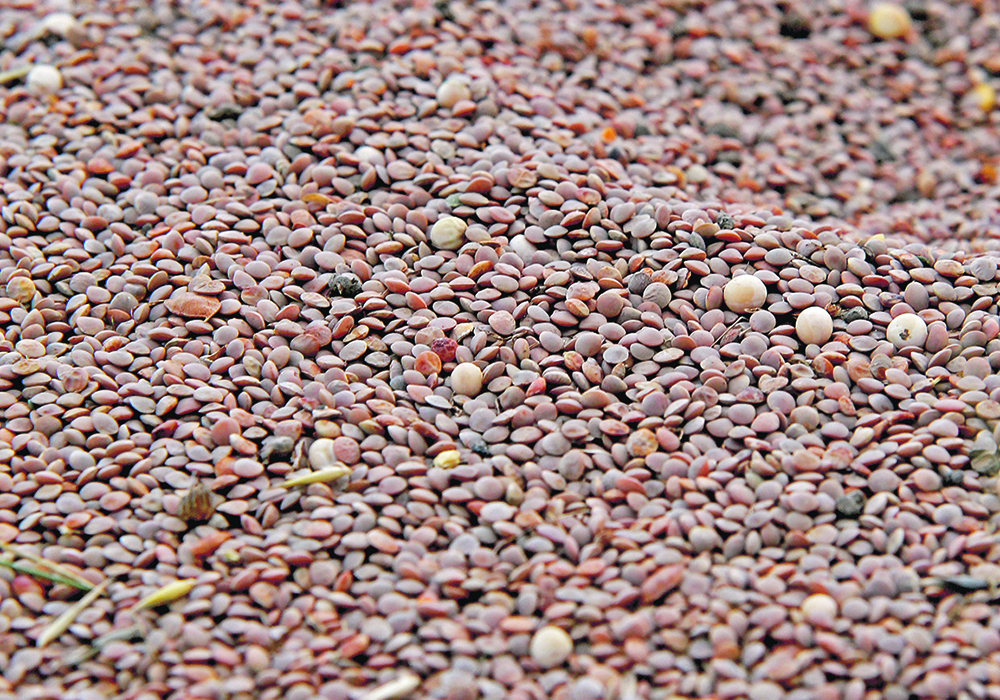 Indian producers planted 4.31 million acres this year, which is 3.2 percent more than last year. | File photo