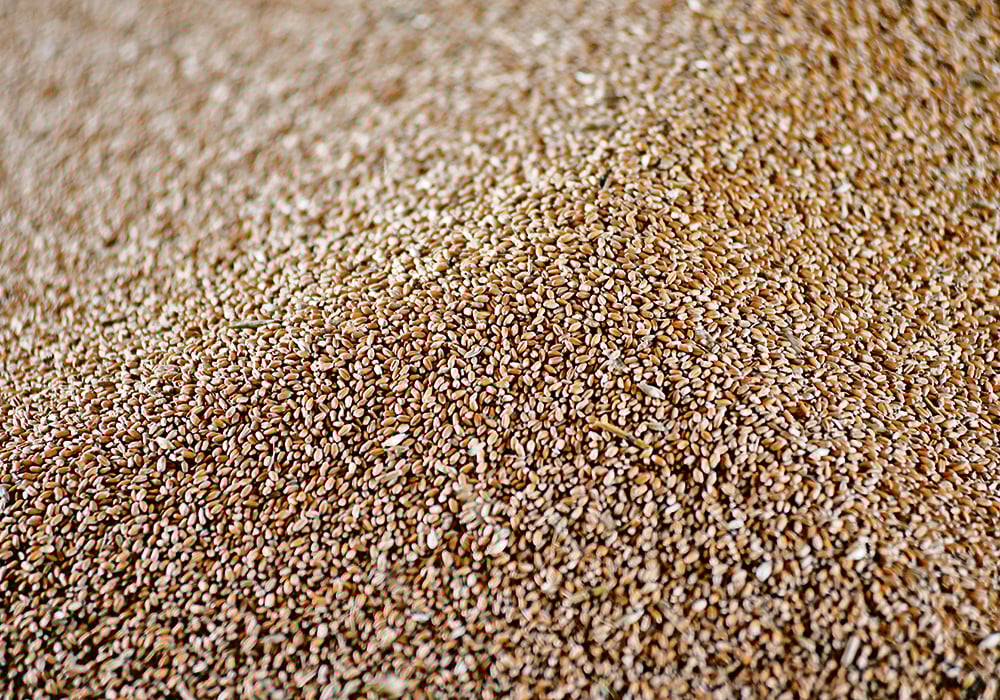 The National Farmers Union argues that Seeds Canada’s variety-use pilot project may be intended to normalize the concept of paying companies for farm-saved seed and help the industry lobby Ottawa to make royalty payments on farm-saved seed mandatory. | Reuters/Nick Oxford photo