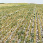 The need for investment in business risk management programs is a key priority for the AFA and the Canadian Federation of Agriculture, said AFA president Lynn Jacobson. | File photo