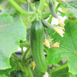 There is typically a week to 10 days of optimal harvest timing from a cucumber crop before the fruit becomes too large and isn’t worth harvesting. | File photo