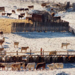 The heads of the beef industry's leading producer groups are calling for the opening of the border before the blockade's damaging effects run through the entire supply chain in the heart of the nation's meat producing region. | File photo