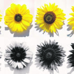 Sunflowers are seen in the human visible range, top, and inthe near ultraviolet range, bottom, in false colours. Most pollinators can see UV "colours" in addition to at least part of the colour range that humans can see. | UBC/Dr. Marco Todesco photo