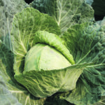 The metabolite camalexin belongs to a chemical group called indole alkaloids, which are present in plants such as mustard, cabbage and broccoli. | File photo