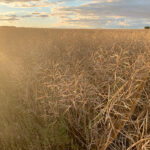 All it takes is one area to rate low, and the whole crop slips down to that common denominator. | File photo