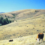 Researchers have found links between soil health and adiversity of plants that thrive on being eaten by animals. | Heather Smith Thomas photo