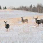 Scientists say they would be "very happy" if they could create a vaccine for deer that provides even 50 to 60 percent protection against chronic wasting disease. | Todd Zimmerling photo