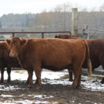 A recently-published research study in the journal Animal Reproduction Science provides more evidence on the importance of body condition in our beef cows. | File photo